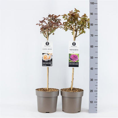Rosa mix på 50 cm stam, C6 (6 liters kruka)
