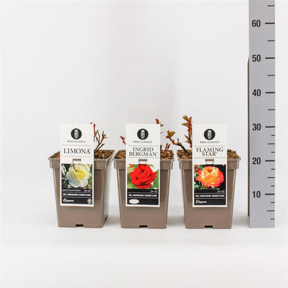 Rosa mix C5 (5 liters kruka) / 23 cm kruka