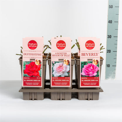 Rosa Mix &