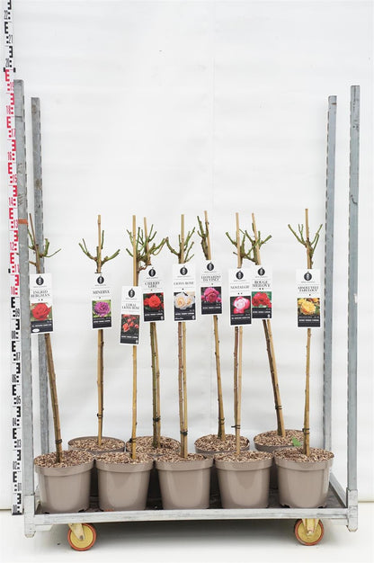 Rosa mix Shrub Classics stam 90 cm C7,5 (7,5 liters kruka)