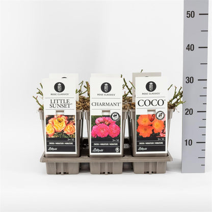 Rosa mix miniatyrrosor C3 (3 liters kruka) / 19 cm kruka