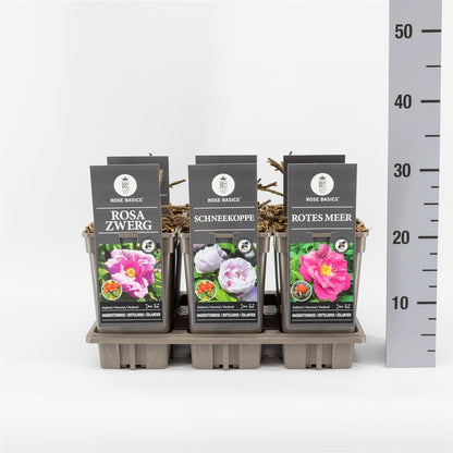 Rosa mix Rugosa/Basic C3 (3 liters kruka)