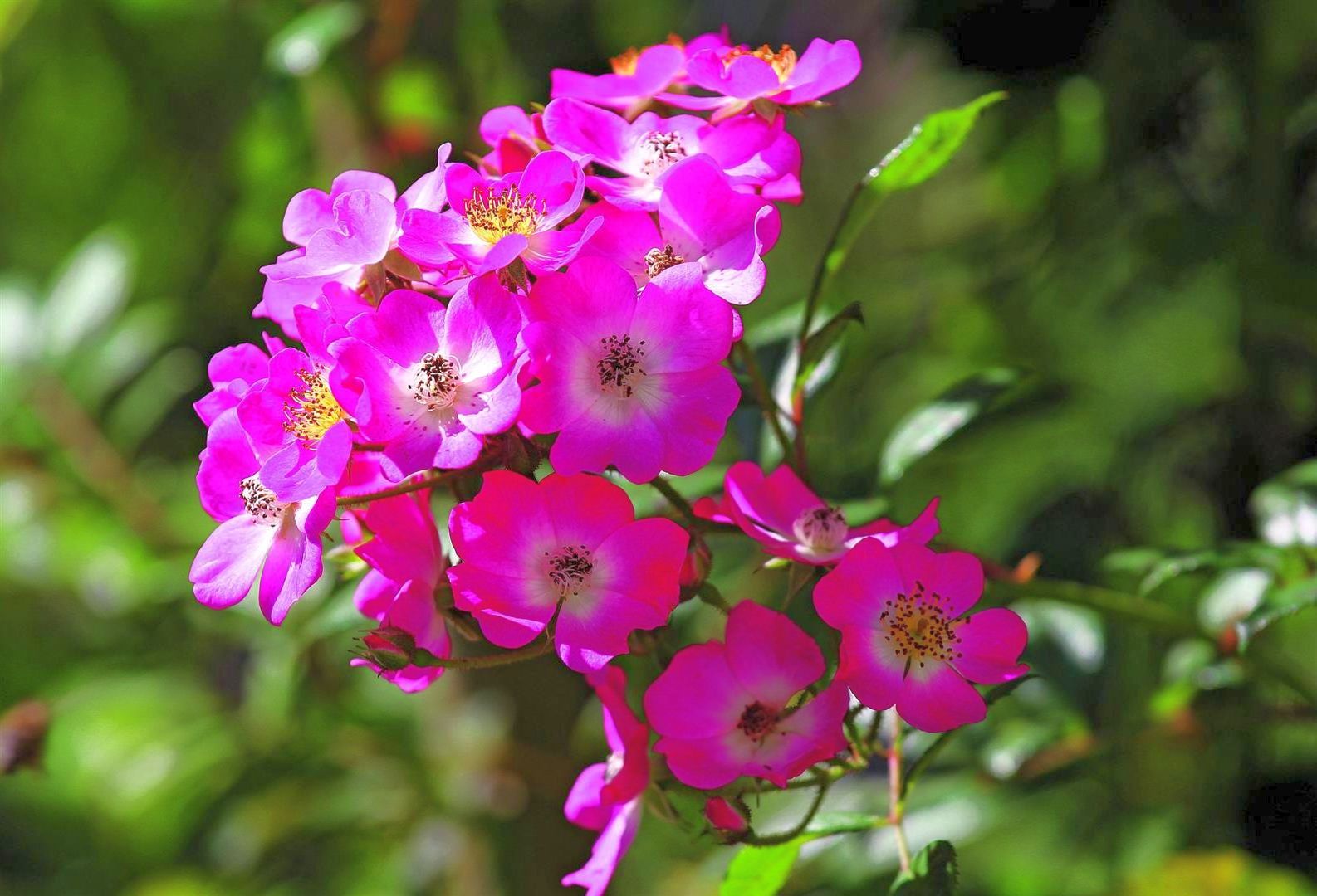 Rosa (H) &