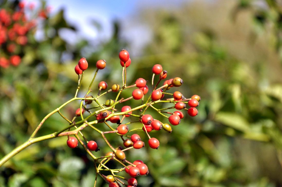 Rosa (o) multiflora C2 (2 liters kruka) 60-80 cm