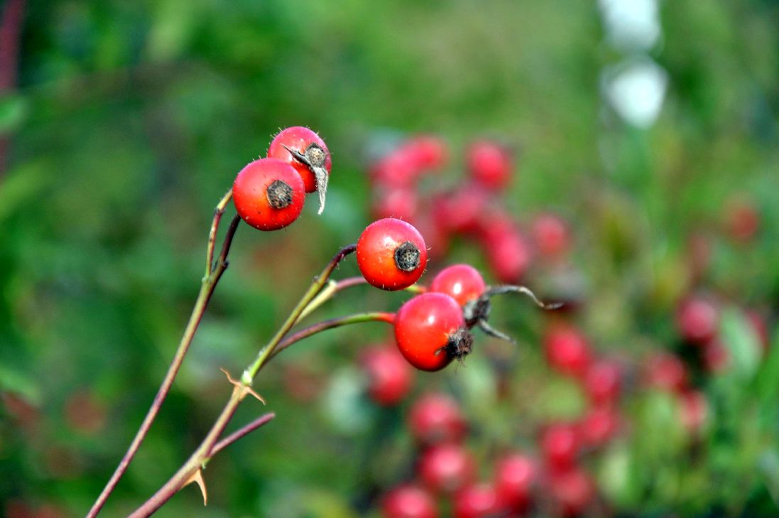 Rosa nitida C2 (2 liters kruka) 30-40 cm