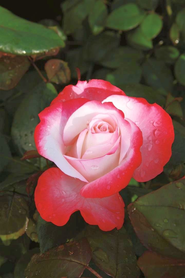 Stamros Rosa &