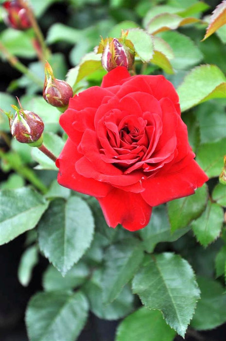 Rosa (F) 'Nina Weibull'