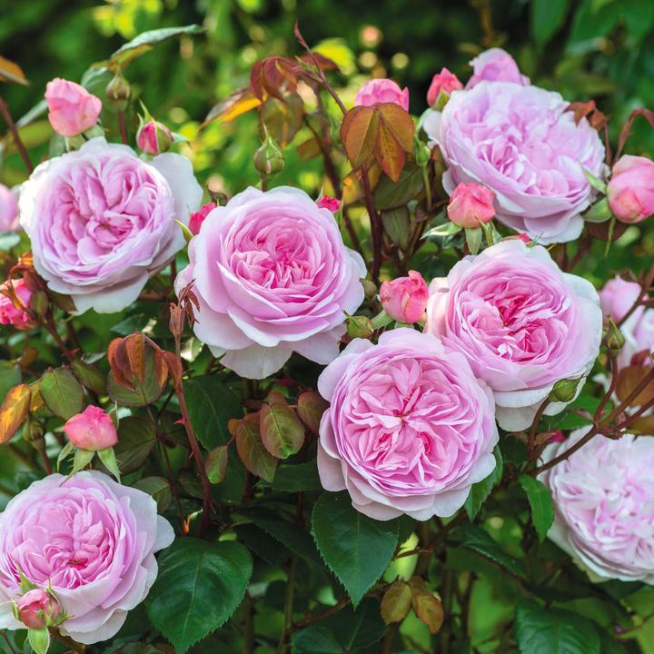 Rosa &