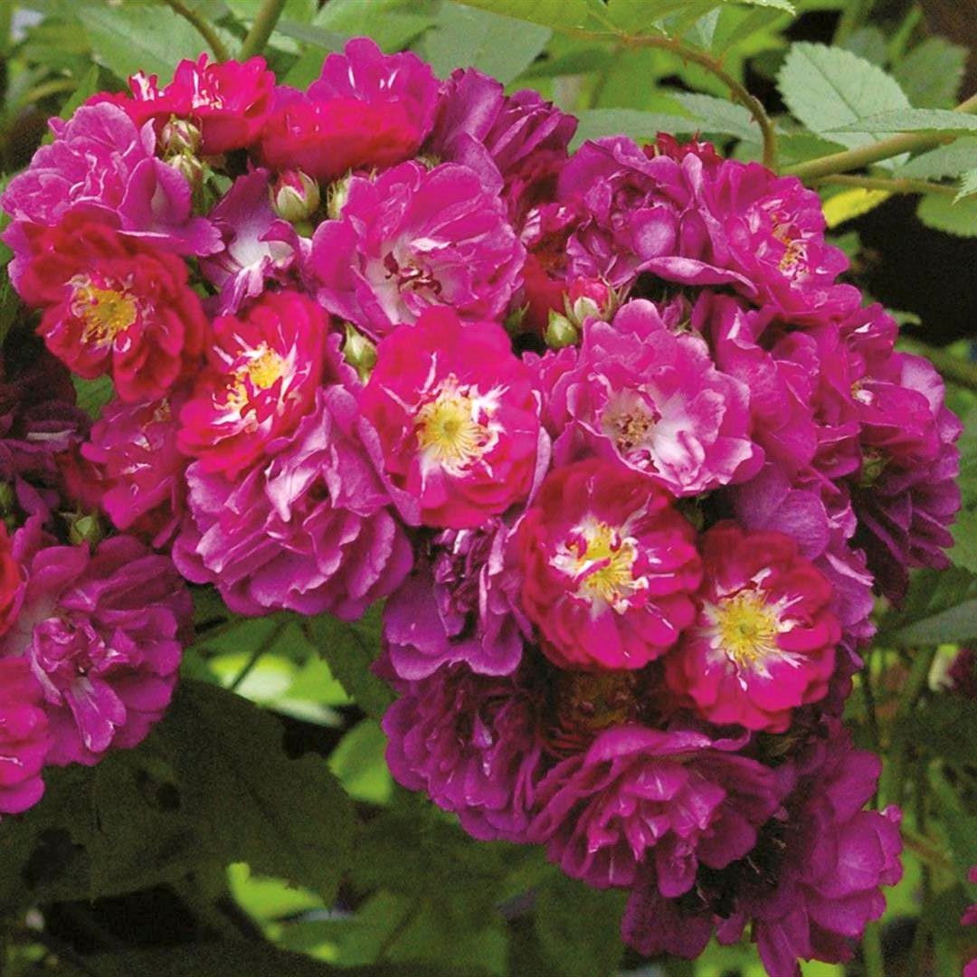 Rosa &