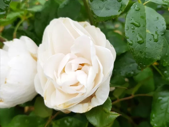 Rosa &
