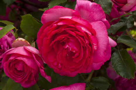 Rosa (T) 'Pink Eden Rose'