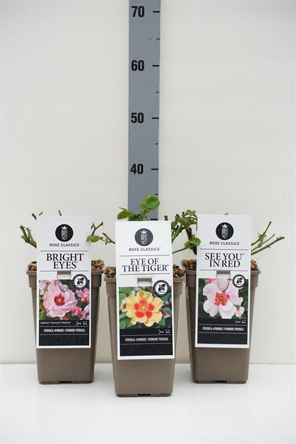 Rosa Persica i sorter C3 (3 liters kruka)
