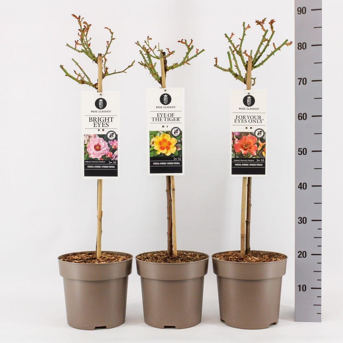 Rosa Persica-kultivarer på 60 cm stam, C6 (6 liters kruka)