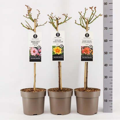 Rosa Persica-kultivarer på 60 cm stam, C6 (6 liters kruka)