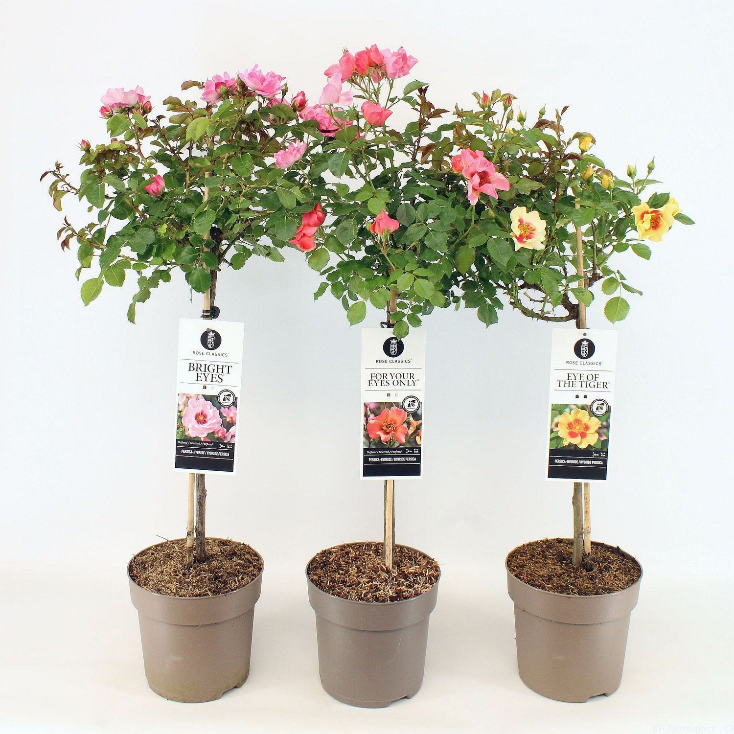 Rosa Persica-kultivarer på 60 cm stam, C6 (6 liters kruka)