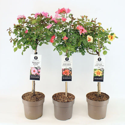 Rosa Persica-kultivarer på 60 cm stam, C6 (6 liters kruka)