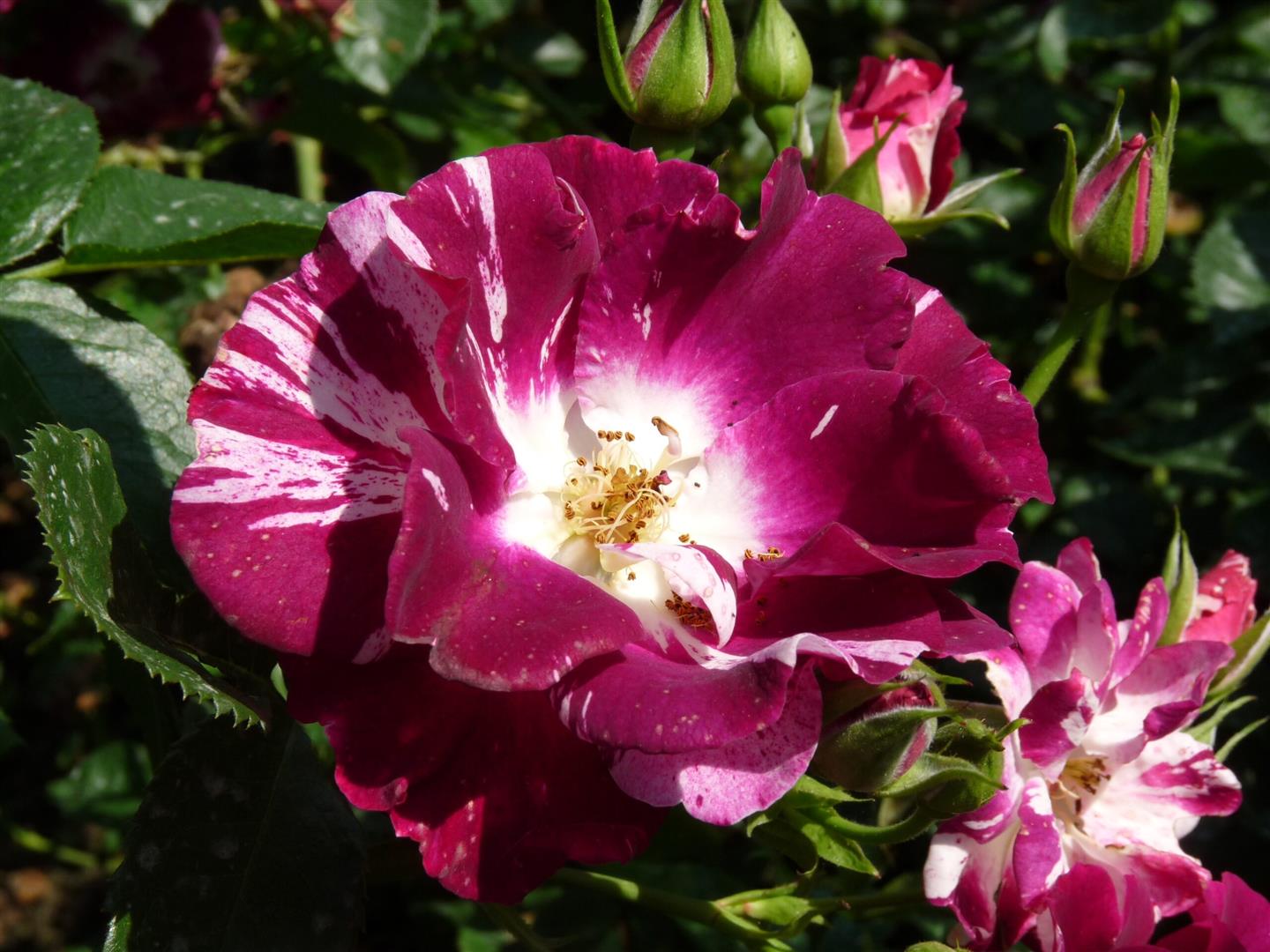 Rosa &