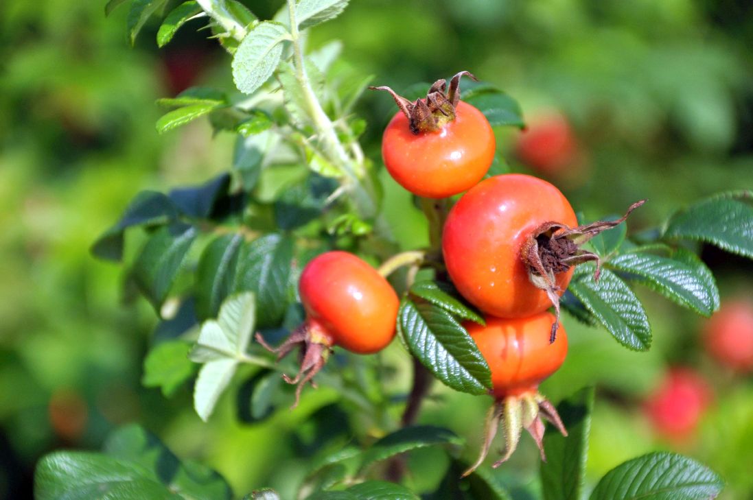 Buskros rugosa &