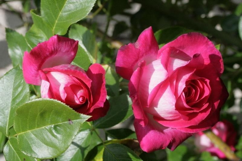 Buskros (T) Rose Gaujard - C3/P19