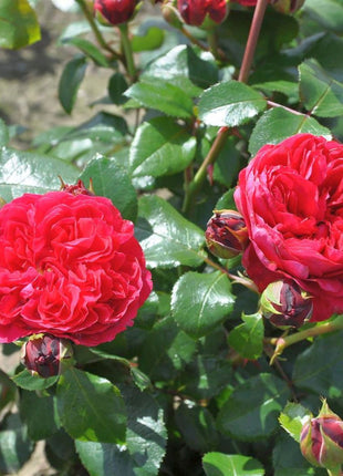 Rosa (F) Red Leonardo da Vinci