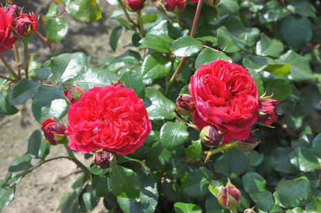 Rosa (F) Red Leonardo da Vinci