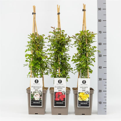 Rosa Mix Rambler C5 (5 liters kruka)