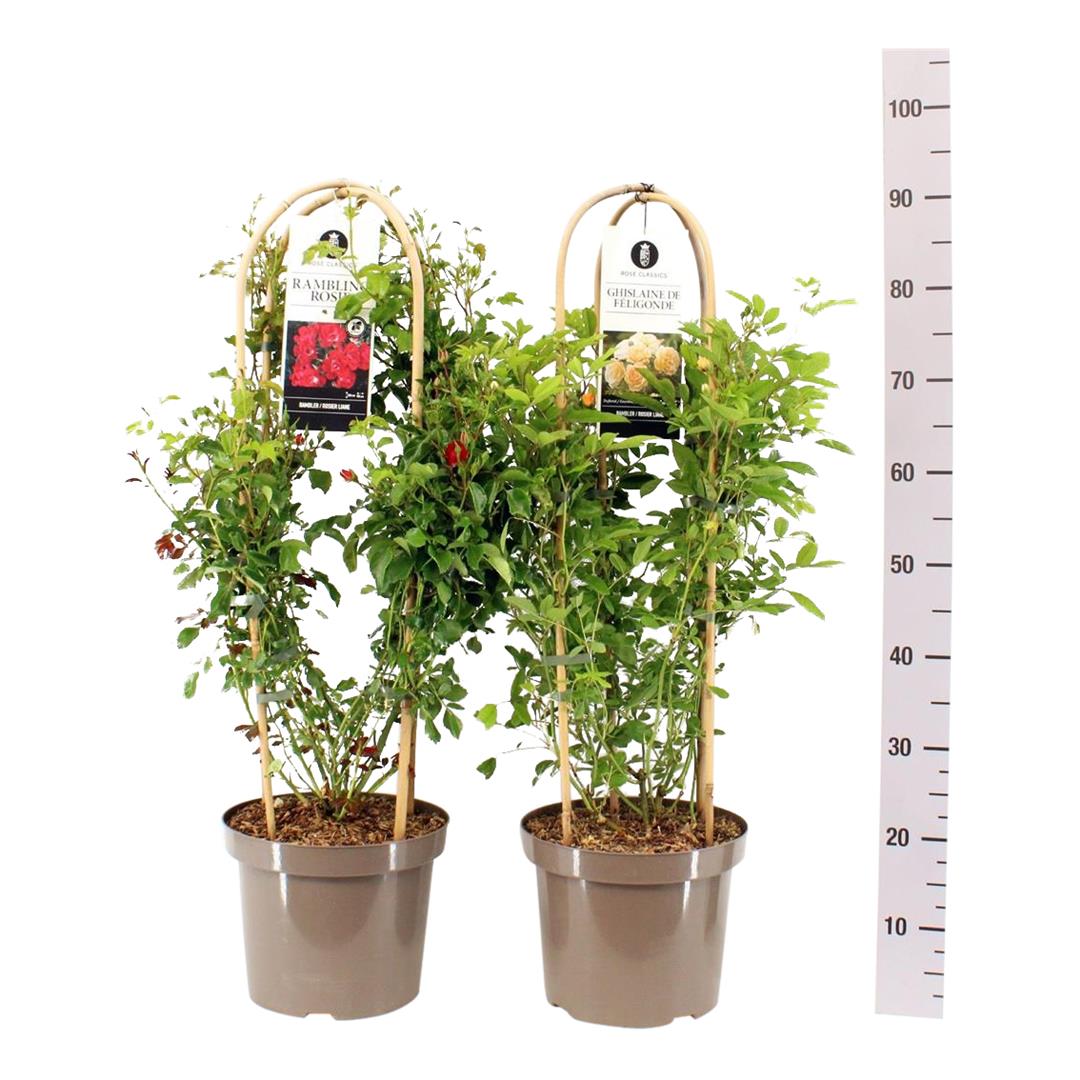 Rosa Mix Rambler C3 (3 liters kruka)