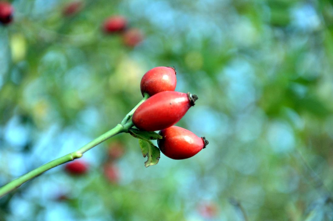 Rosa (o) rubiginosa C2 (2 liters kruka) 40-60 cm