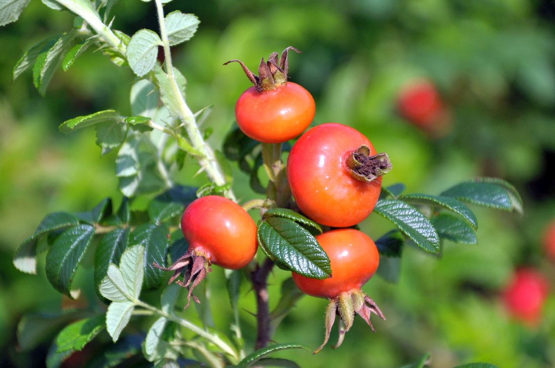 Rosa rugosa 40-60 cm, C7,5 (7,5 liters kruka)