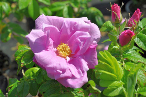 Rosa (R) 'Rosa Zwerg'