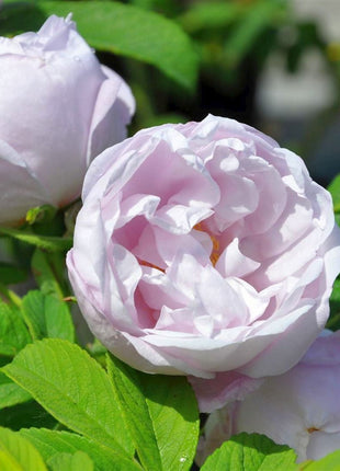 Rosa (H) 'Schneekoppe'