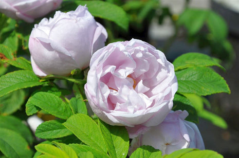 Rosa (H) 'Schneekoppe'