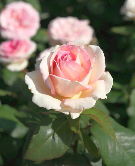 Rosa 'Souvenir de Baden-Baden'