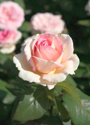 Rosa 'Souvenir de Baden-Baden'