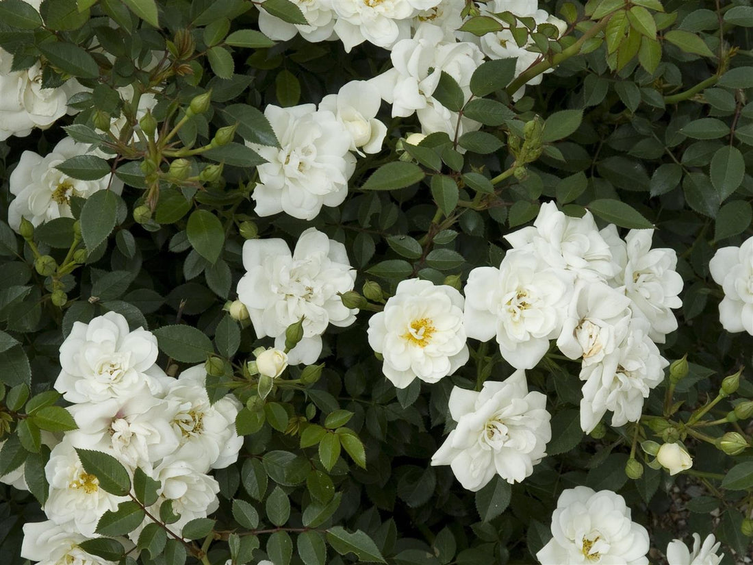 Buskros (PA) s.&