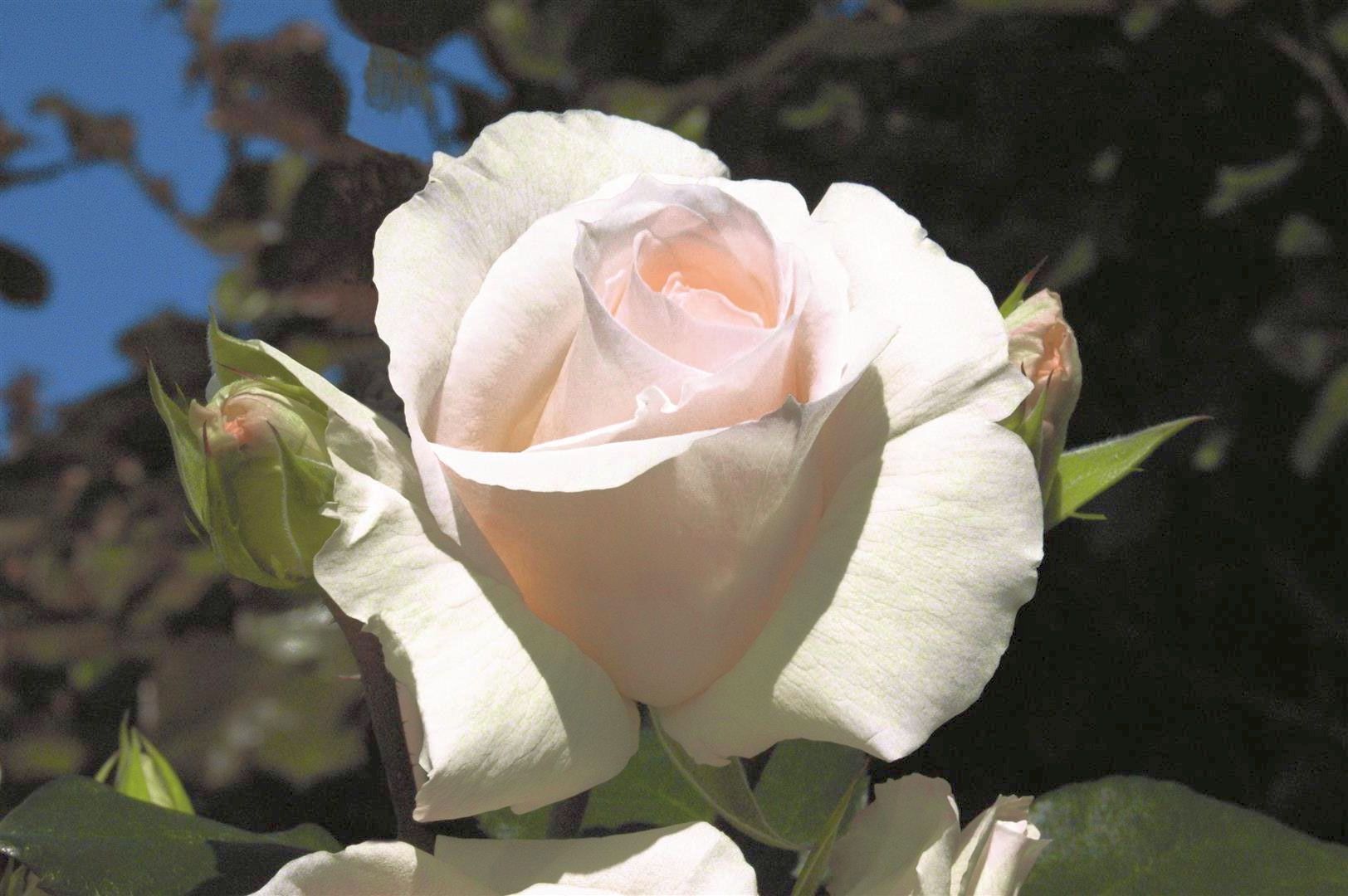 Rosa &