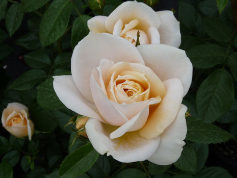Rosa 'Lion's Rose'