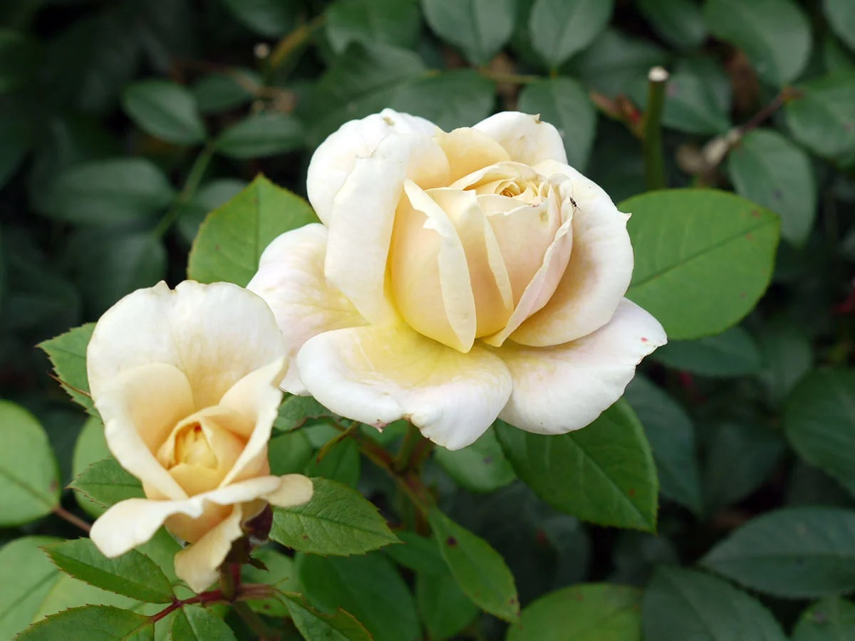 Rosa &