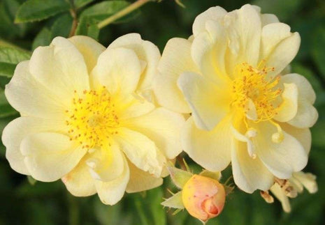 Rosa 'Sunny Siluetta'