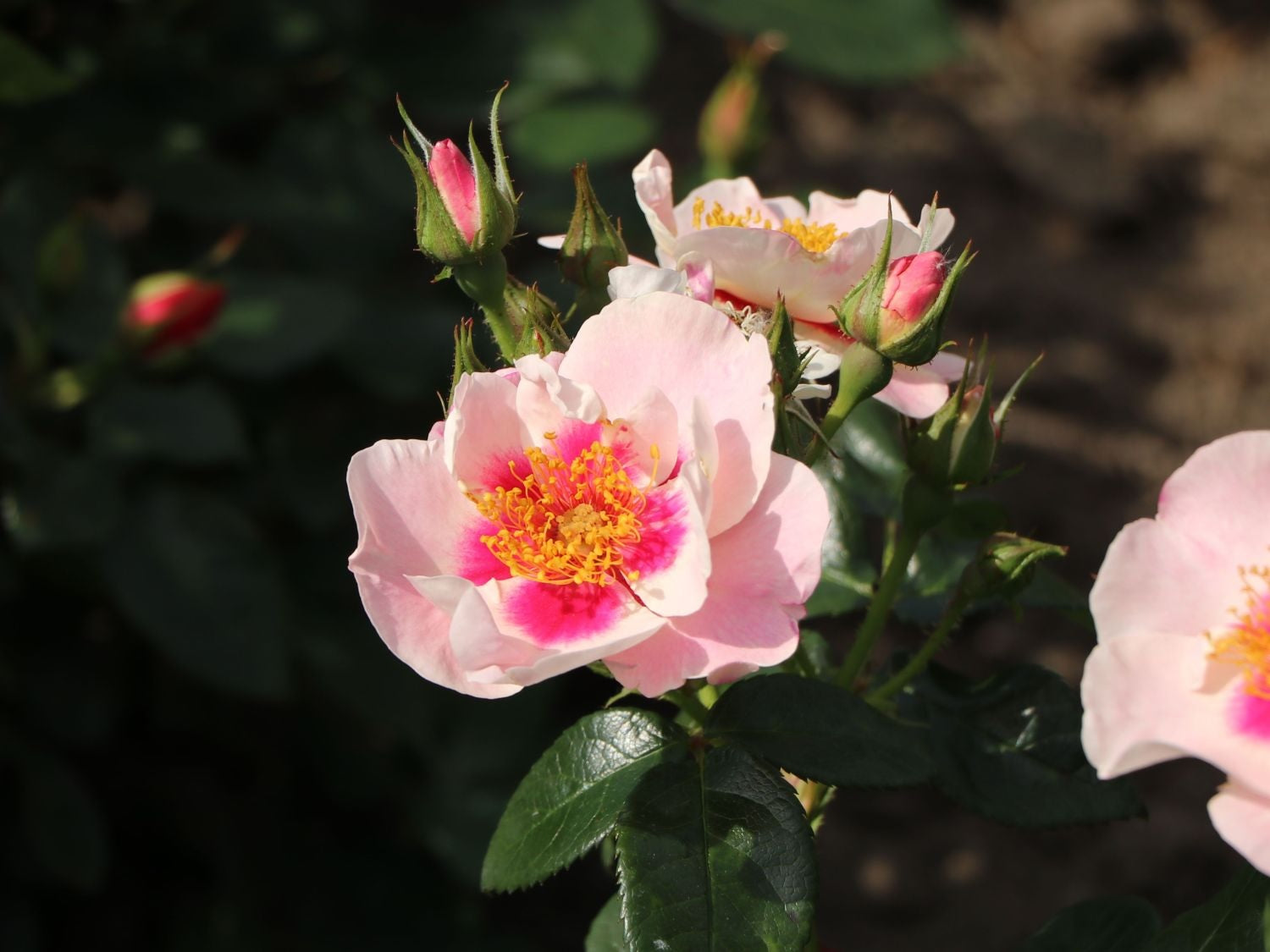 Rosa (F) &