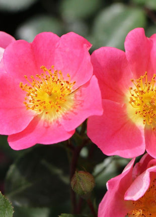 Rosa 'Topolina'