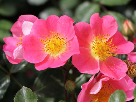 Rosa 'Topolina'