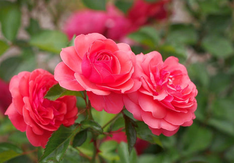 Rosa (F) 'Ville du Roeulx'