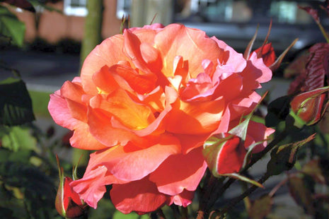 Rosa (H) Westerland