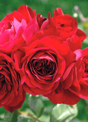 Rosa (F) 'Rouge Meilove'