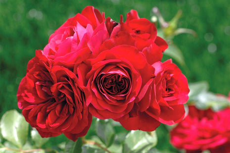 Rosa (F) 'Rouge Meilove'