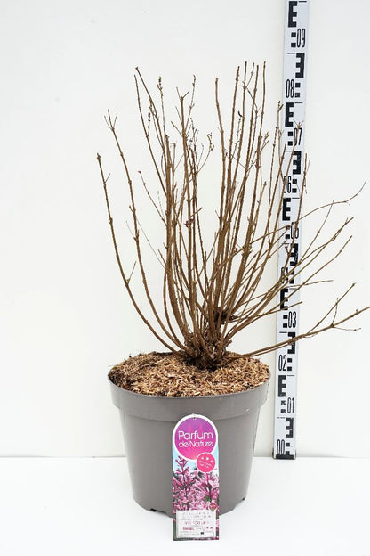 Syringa (Bloomerang) &