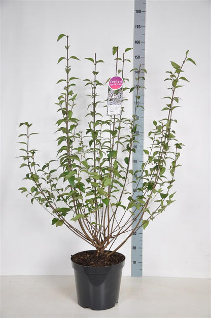 Syringa chin. &