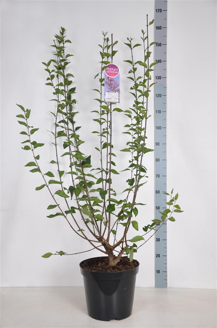 Syringa c. &