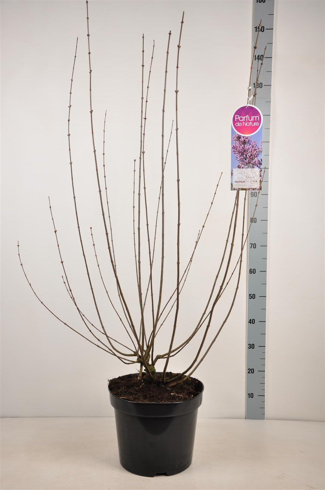 Syringa c. &
